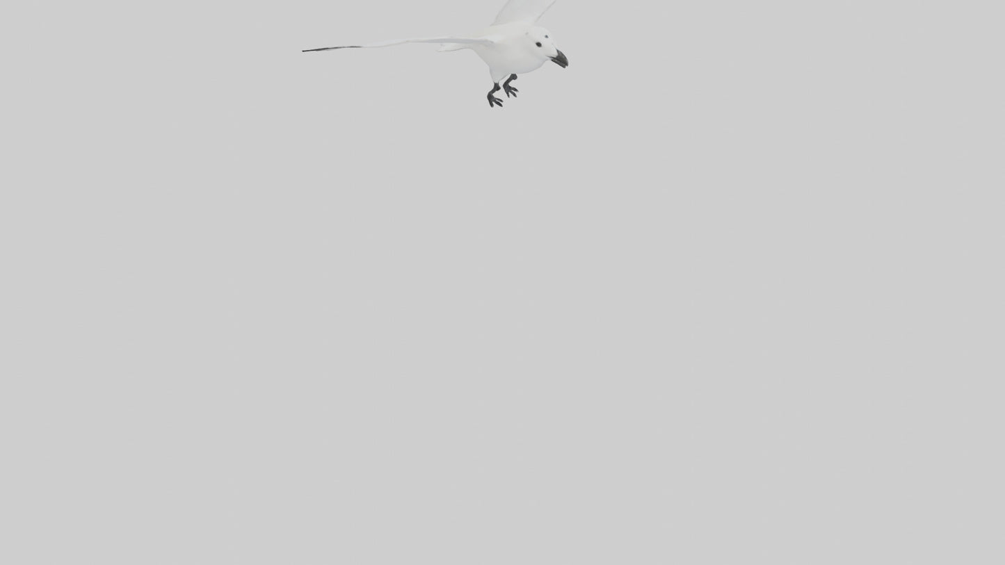 Ivory Gull flying model VR / AR / low-poly
