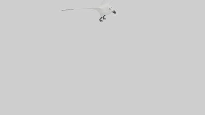 Ivory Gull flying model VR / AR / low-poly