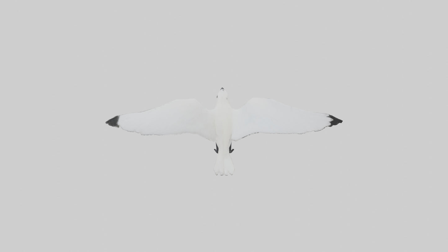 Ivory Gull flying model VR / AR / low-poly