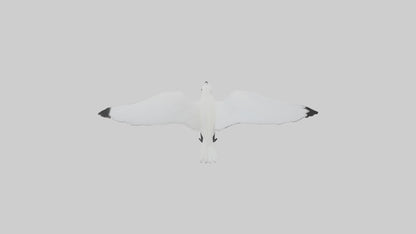 Ivory Gull flying model VR / AR / low-poly