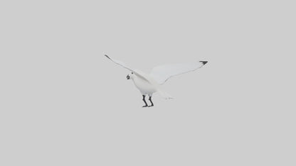 Ivory Gull flying model VR / AR / low-poly