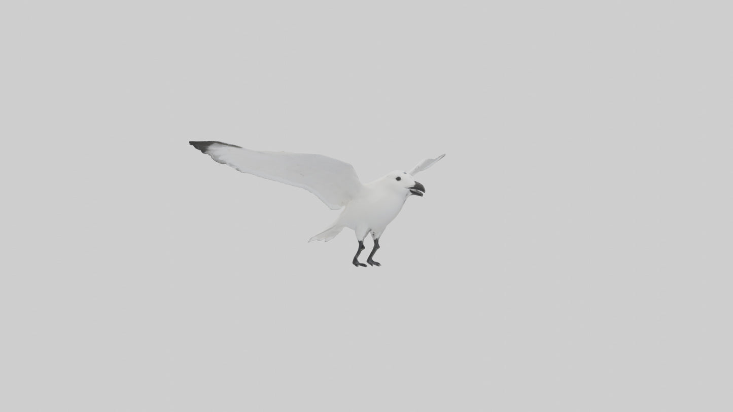 Ivory Gull flying model VR / AR / low-poly