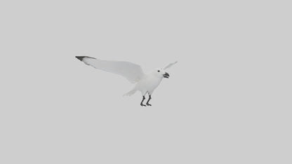 Ivory Gull flying model VR / AR / low-poly