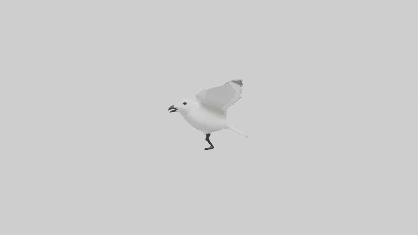 Ivory Gull flying model VR / AR / low-poly