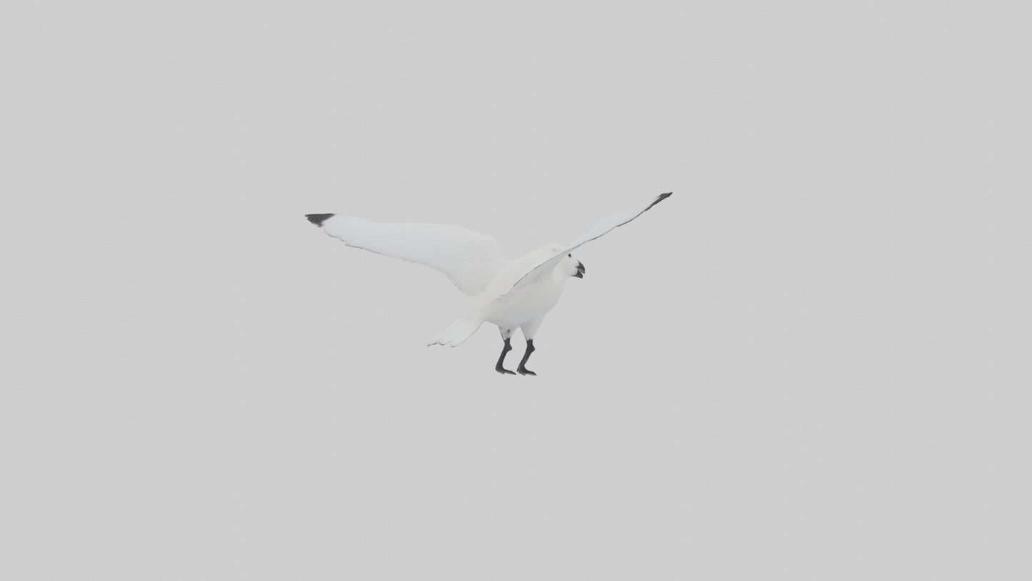 Ivory Gull flying model VR / AR / low-poly