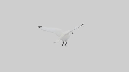Ivory Gull flying model VR / AR / low-poly