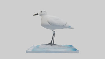 3D model Ivory Gull perched on ice model VR / AR / low-poly