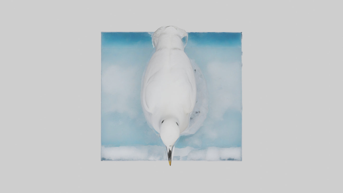 3D model Ivory Gull perched on ice model VR / AR / low-poly
