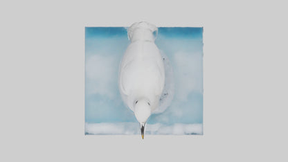 3D model Ivory Gull perched on ice model VR / AR / low-poly
