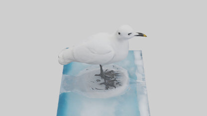 3D model Ivory Gull perched on ice model VR / AR / low-poly