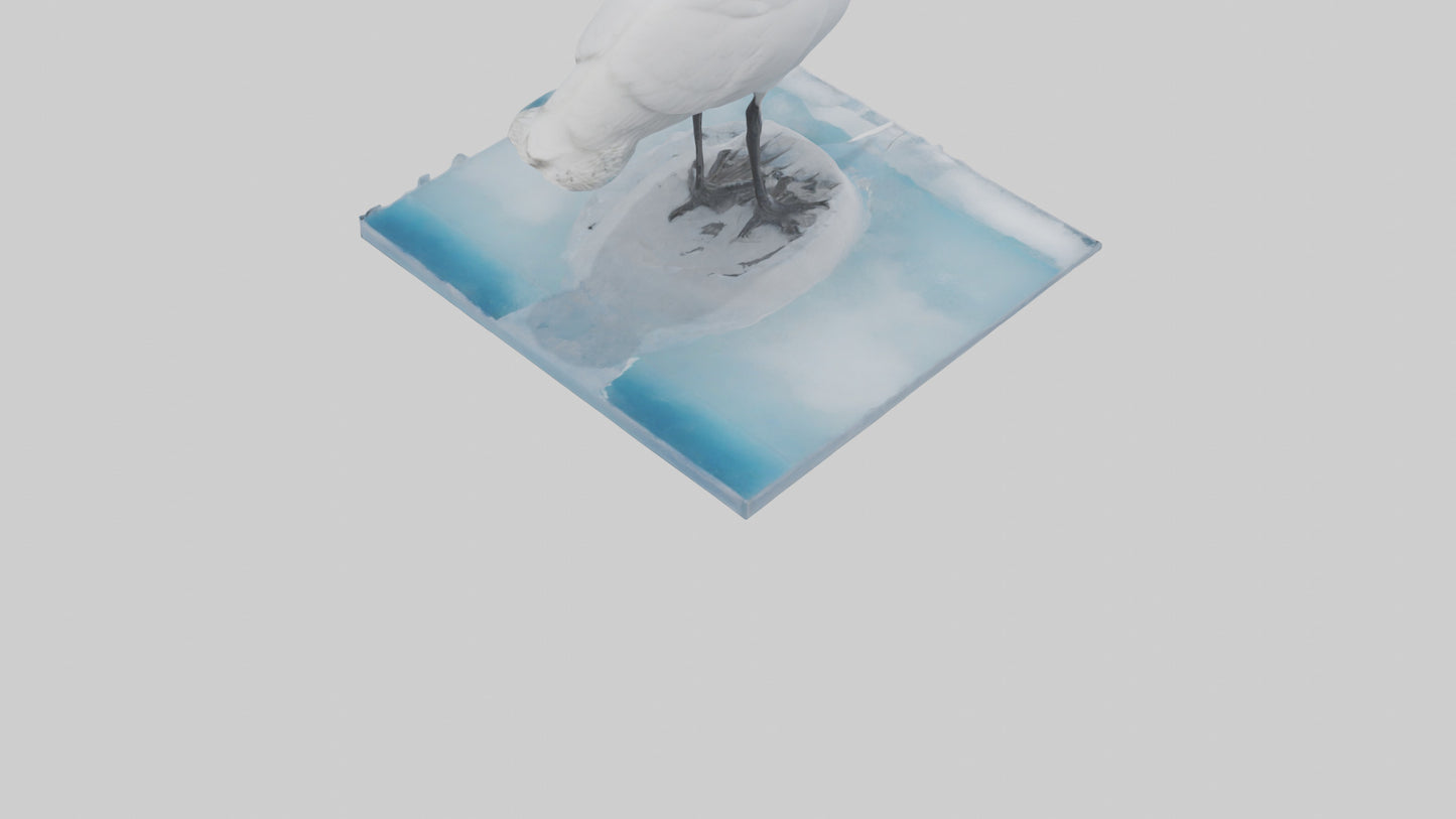 3D model Ivory Gull perched on ice model VR / AR / low-poly