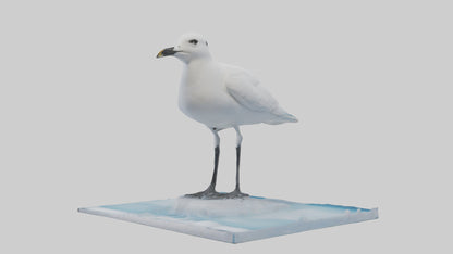 3D model Ivory Gull perched on ice model VR / AR / low-poly