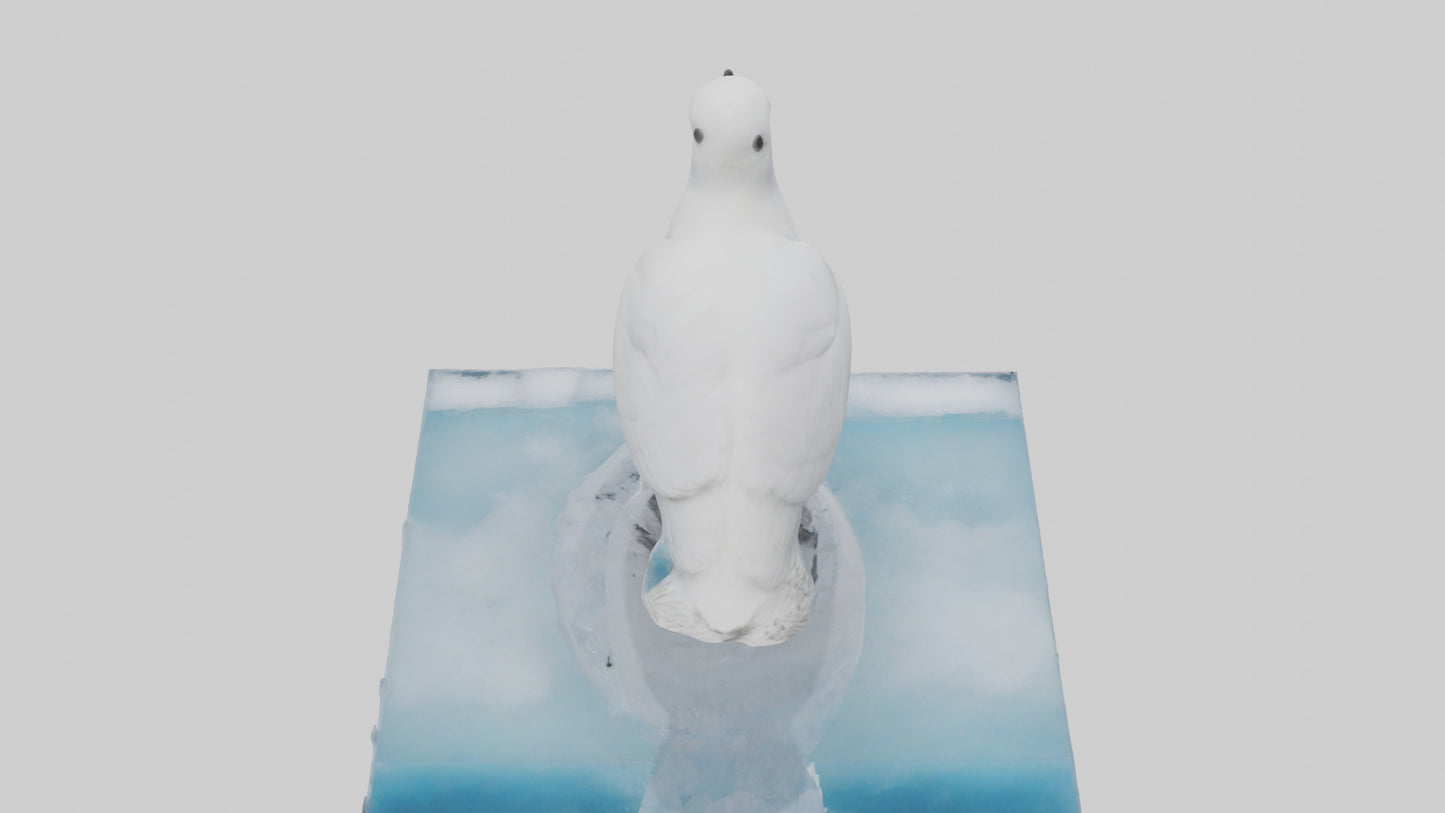 3D model Ivory Gull perched on ice model VR / AR / low-poly