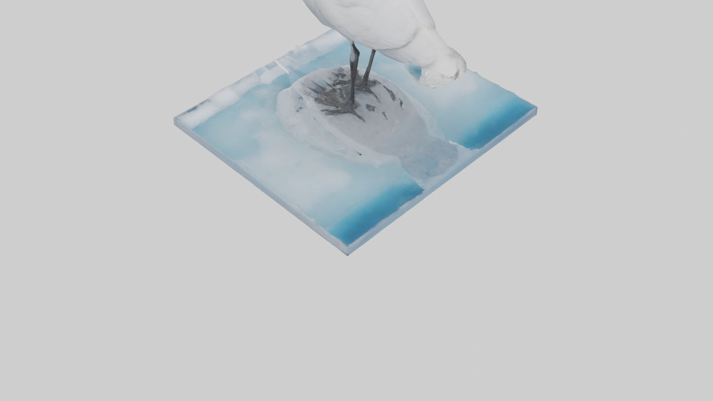 3D model Ivory Gull perched on ice model VR / AR / low-poly