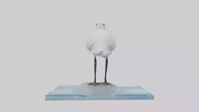 3D model Ivory Gull perched on ice model VR / AR / low-poly