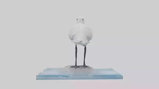 3D model Ivory Gull perched on ice model VR / AR / low-poly