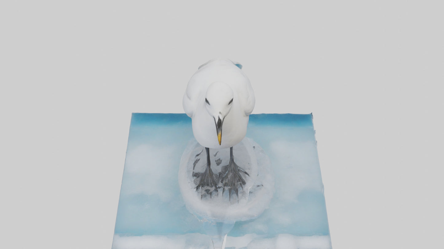 3D model Ivory Gull perched on ice model VR / AR / low-poly