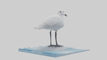 3D model Ivory Gull perched on ice model VR / AR / low-poly
