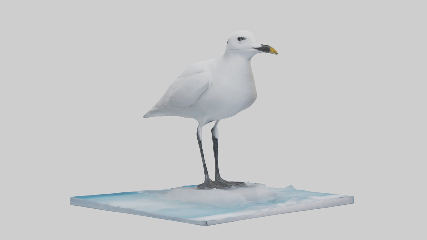 3D model Ivory Gull perched on ice model VR / AR / low-poly
