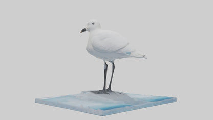 3D model Ivory Gull perched on ice model VR / AR / low-poly