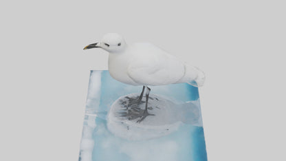 3D model Ivory Gull perched on ice model VR / AR / low-poly