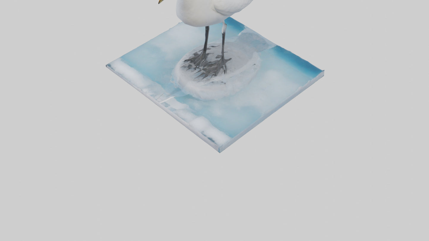 3D model Ivory Gull perched on ice model VR / AR / low-poly