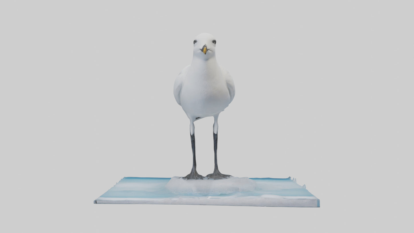 3D model Ivory Gull perched on ice model VR / AR / low-poly