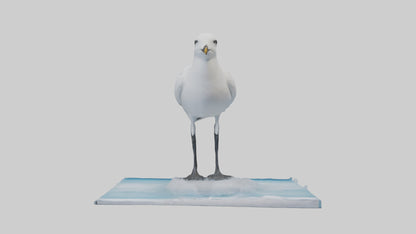 3D model Ivory Gull perched on ice model VR / AR / low-poly