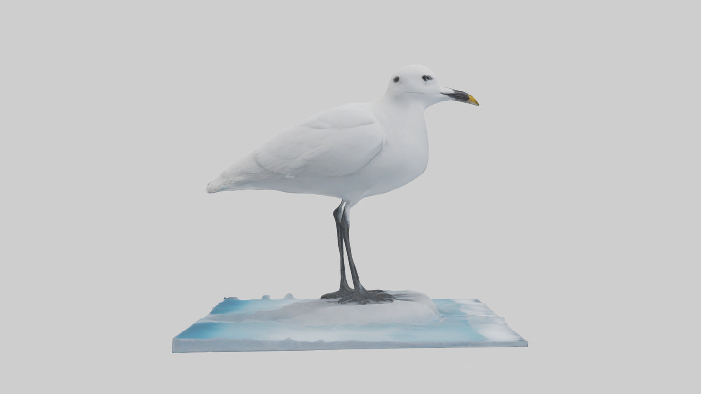 3D model Ivory Gull perched on ice model VR / AR / low-poly