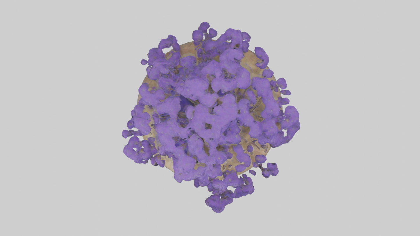 3D model Jacaranda tree model VR / AR / low-poly