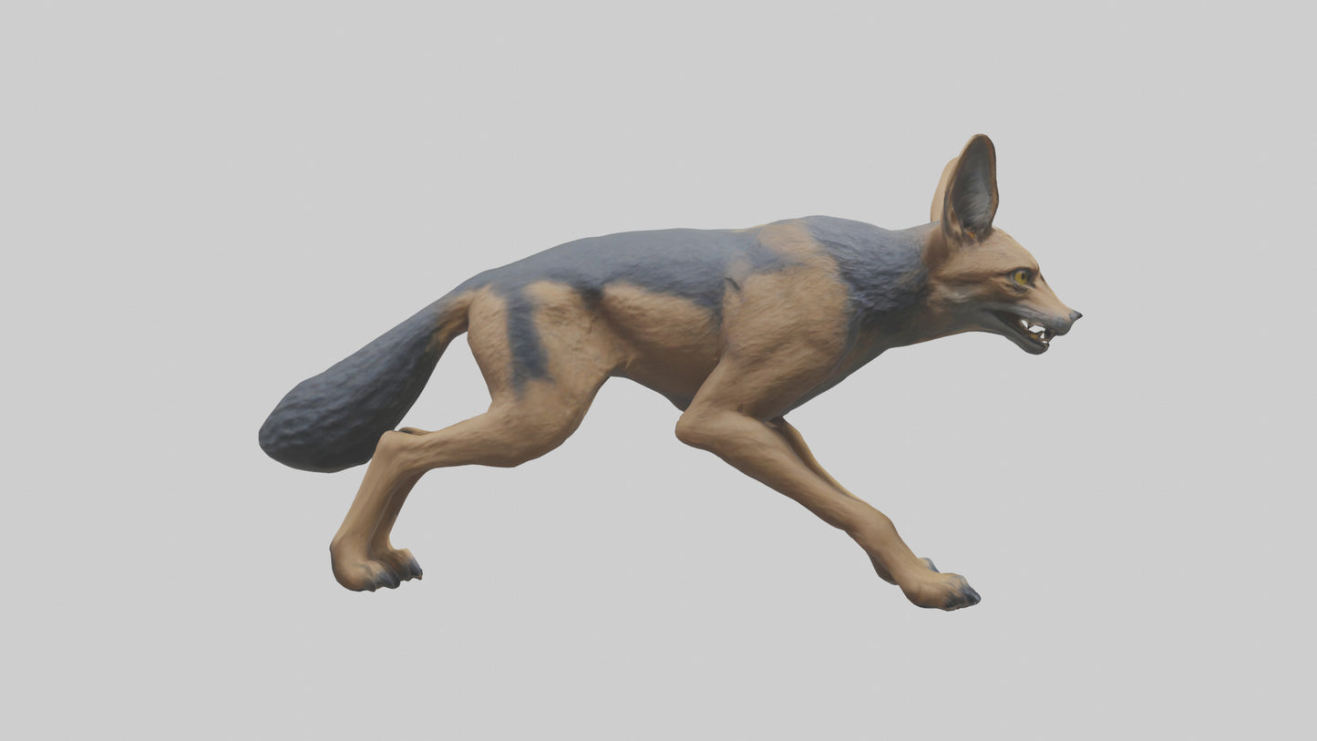 3D model Jackal prowling model VR / AR / low-poly
