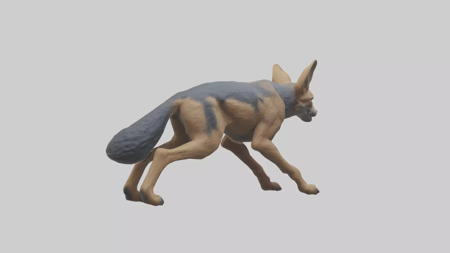 3D model Jackal prowling model VR / AR / low-poly