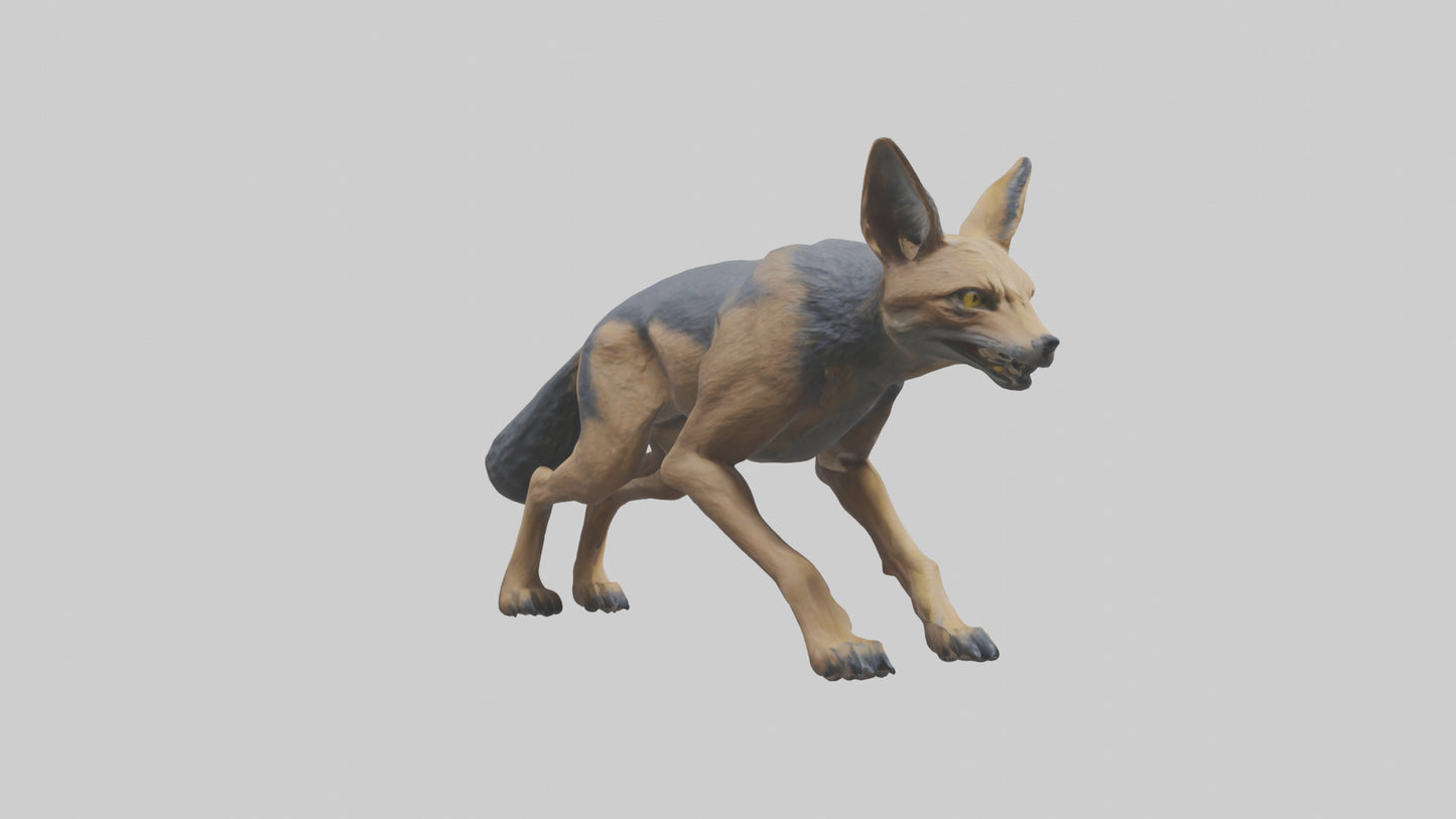 3D model Jackal prowling model VR / AR / low-poly