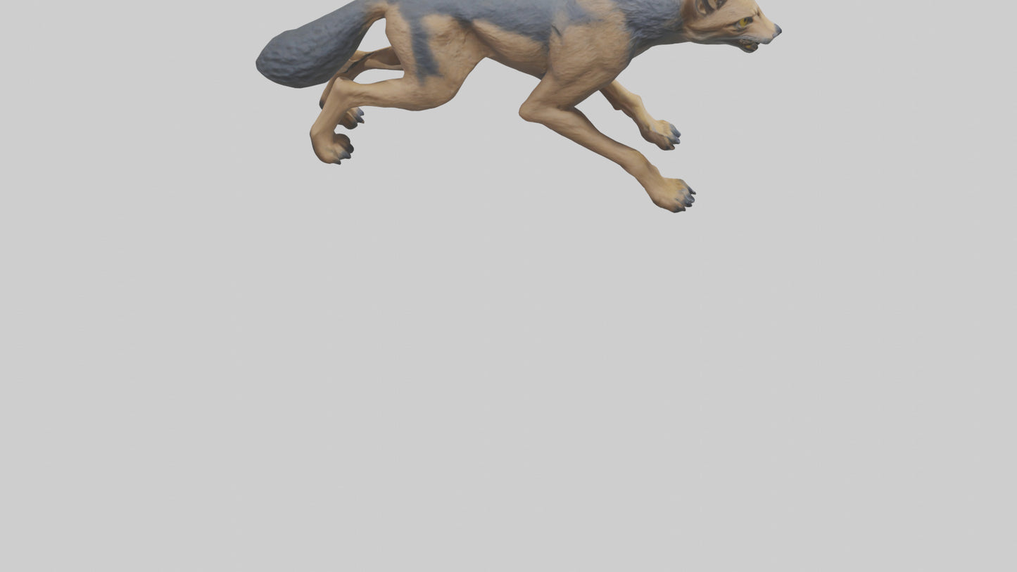 3D model Jackal prowling model VR / AR / low-poly