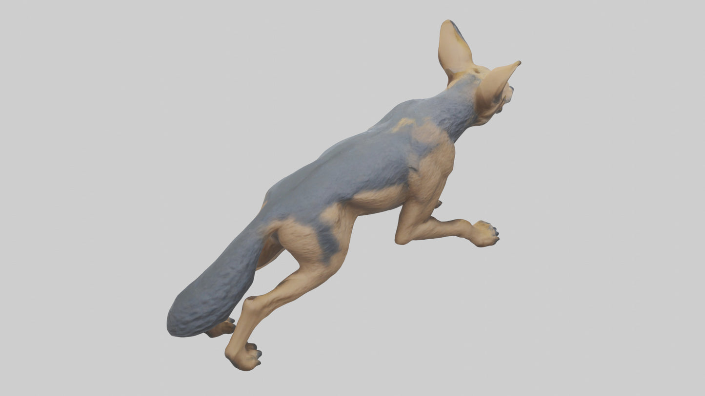 3D model Jackal prowling model VR / AR / low-poly