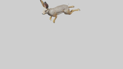 3D model Jackrabbit leaping model VR / AR / low-poly