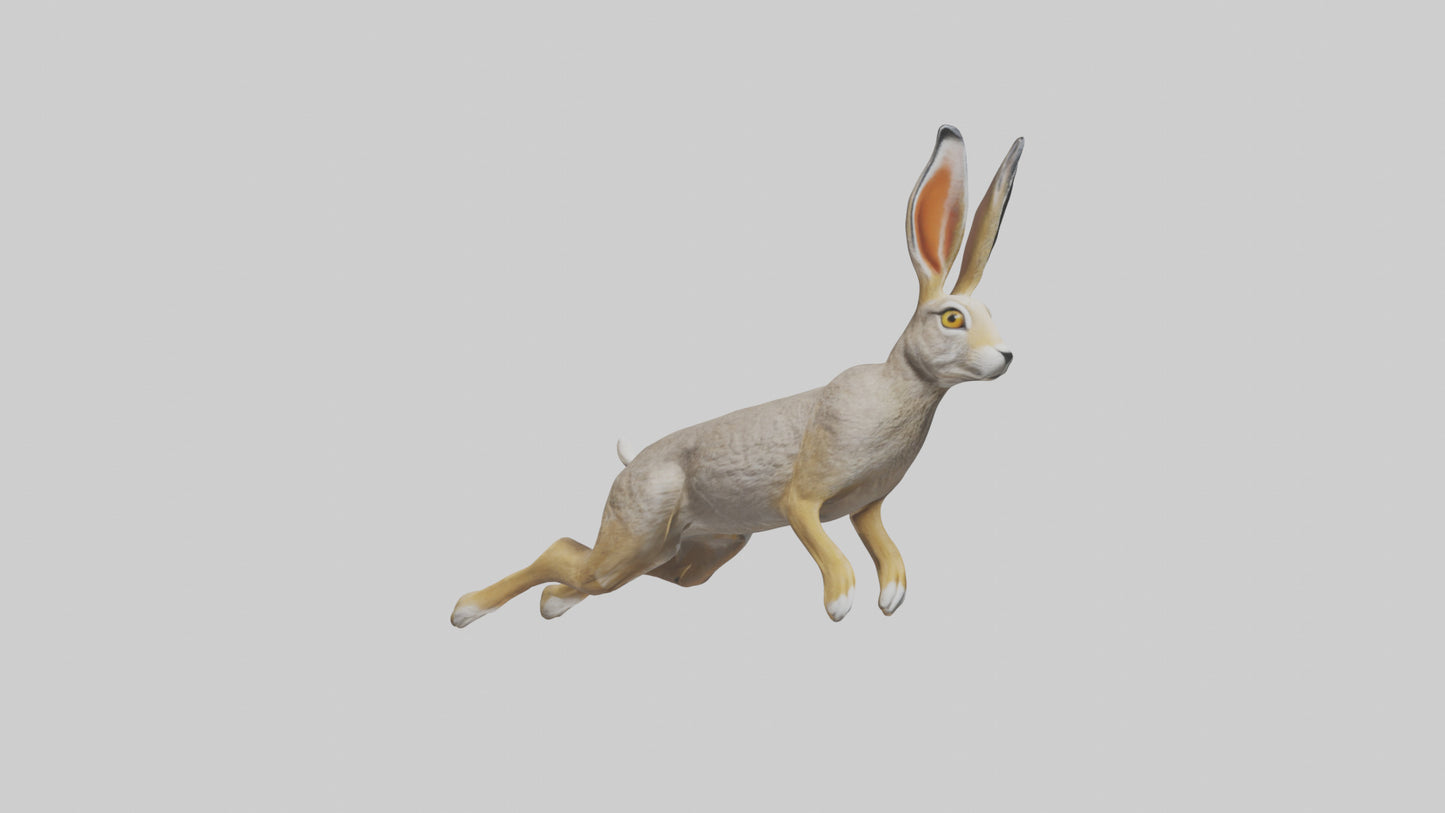 3D model Jackrabbit leaping model VR / AR / low-poly
