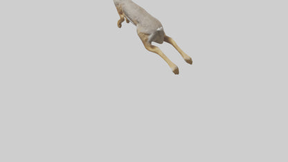 3D model Jackrabbit leaping model VR / AR / low-poly