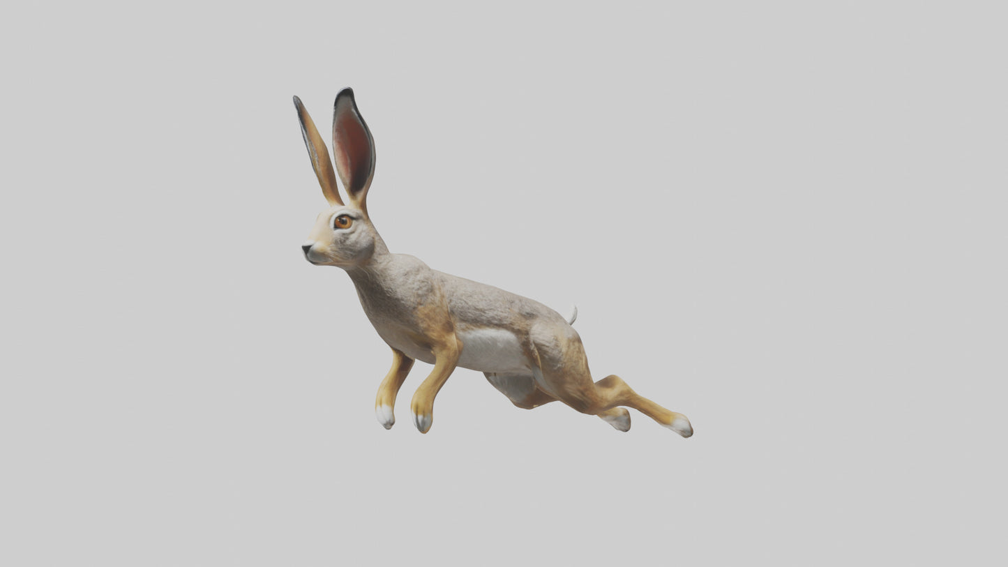 3D model Jackrabbit leaping model VR / AR / low-poly