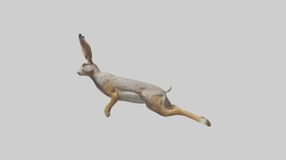 3D model Jackrabbit leaping model VR / AR / low-poly