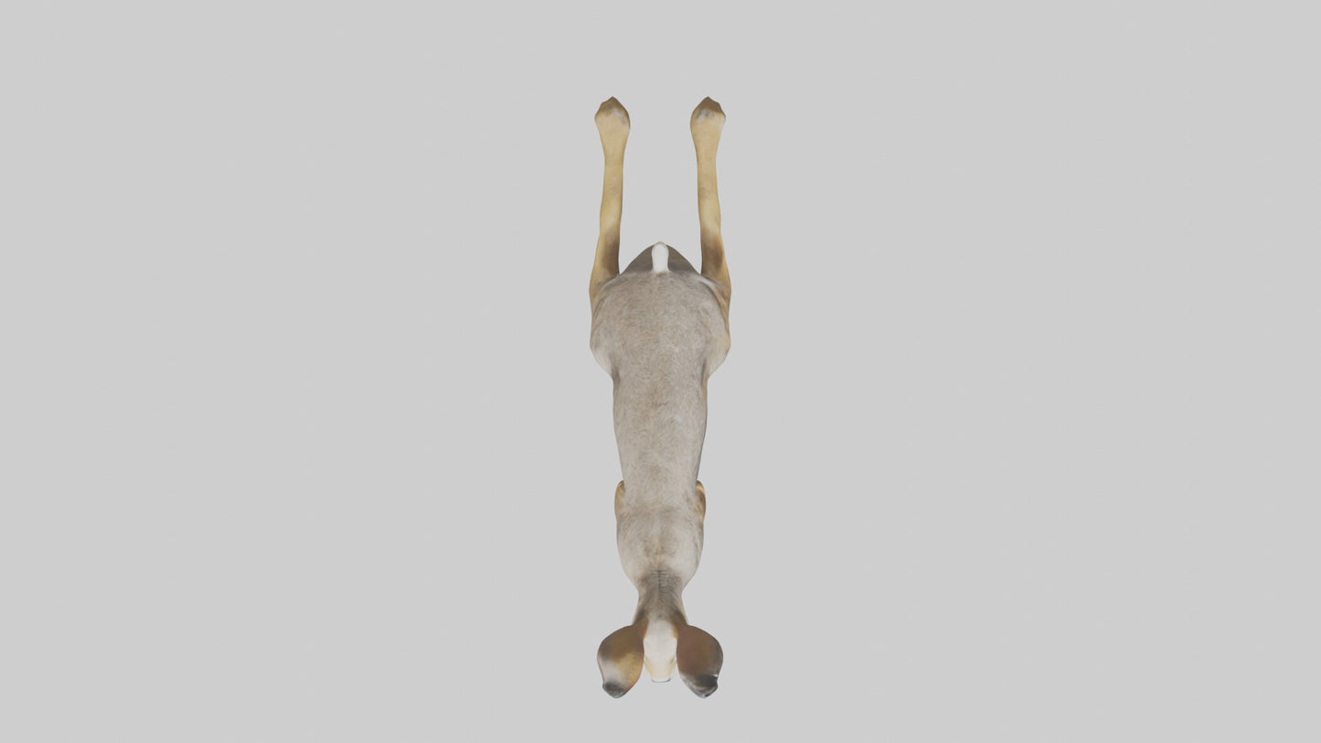 3D model Jackrabbit leaping model VR / AR / low-poly