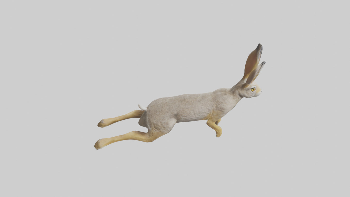 3D model Jackrabbit leaping model VR / AR / low-poly