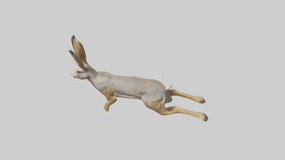 3D model Jackrabbit leaping model VR / AR / low-poly