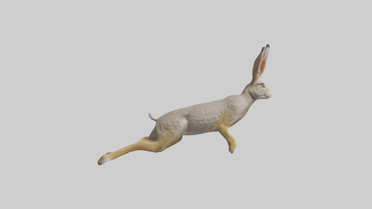 3D model Jackrabbit leaping model VR / AR / low-poly