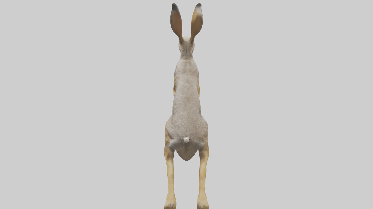 3D model Jackrabbit leaping model VR / AR / low-poly