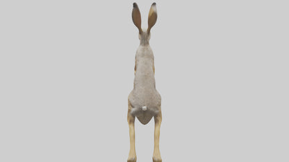 3D model Jackrabbit leaping model VR / AR / low-poly