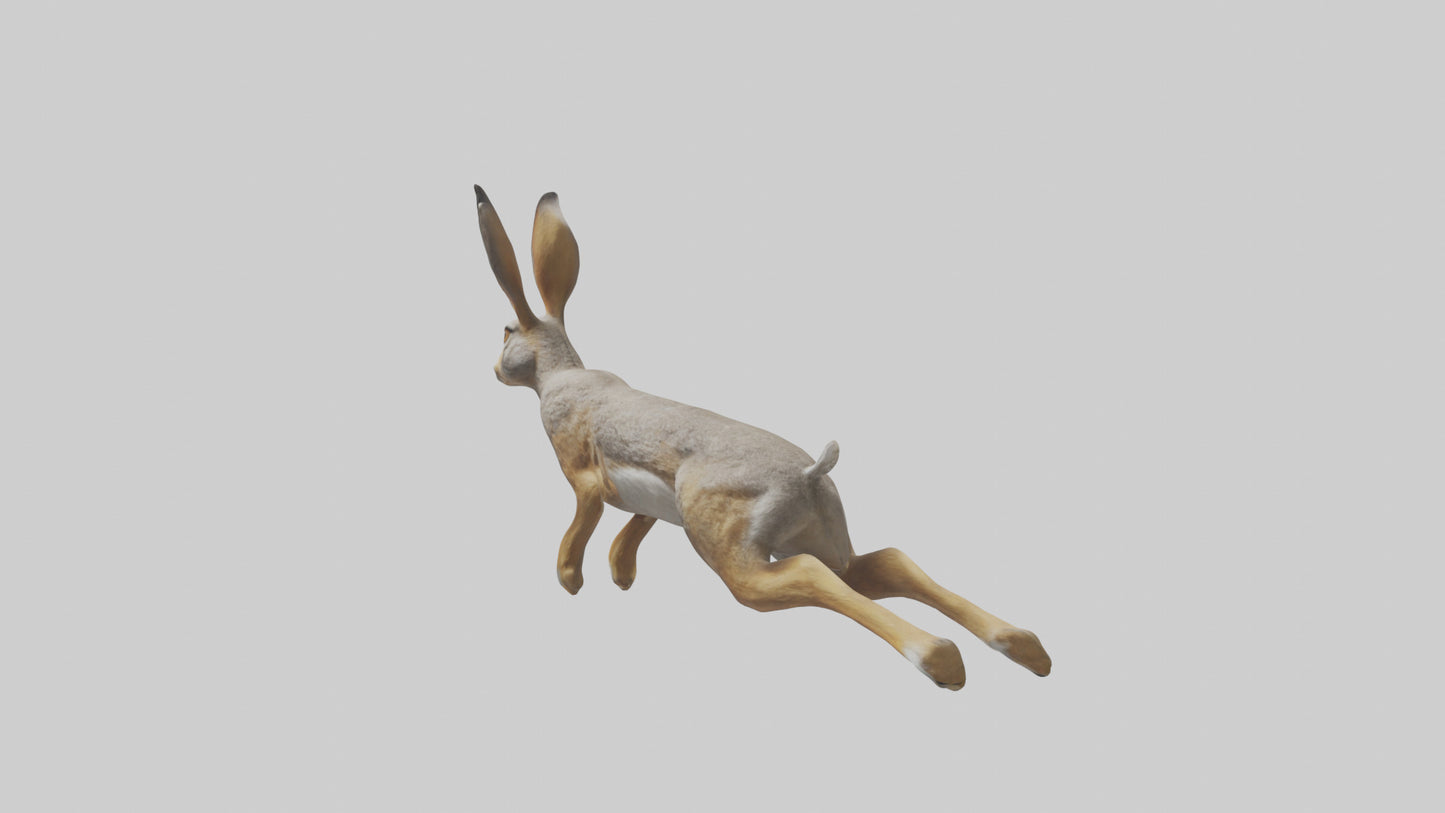 3D model Jackrabbit leaping model VR / AR / low-poly