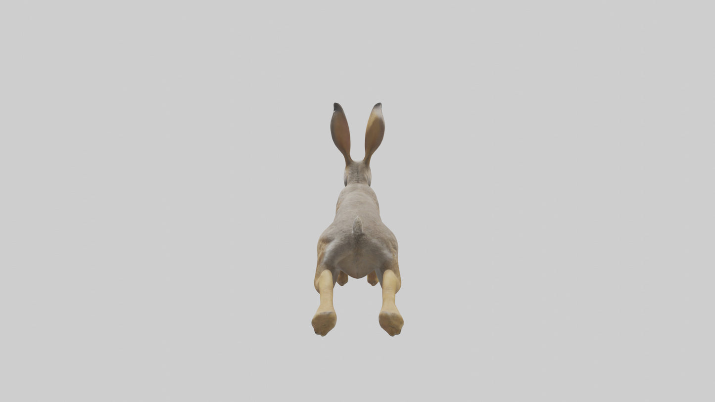 3D model Jackrabbit leaping model VR / AR / low-poly
