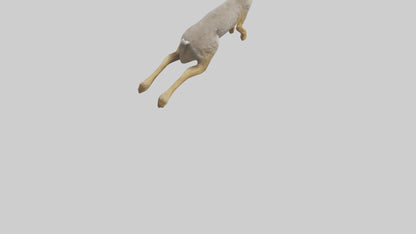 3D model Jackrabbit leaping model VR / AR / low-poly