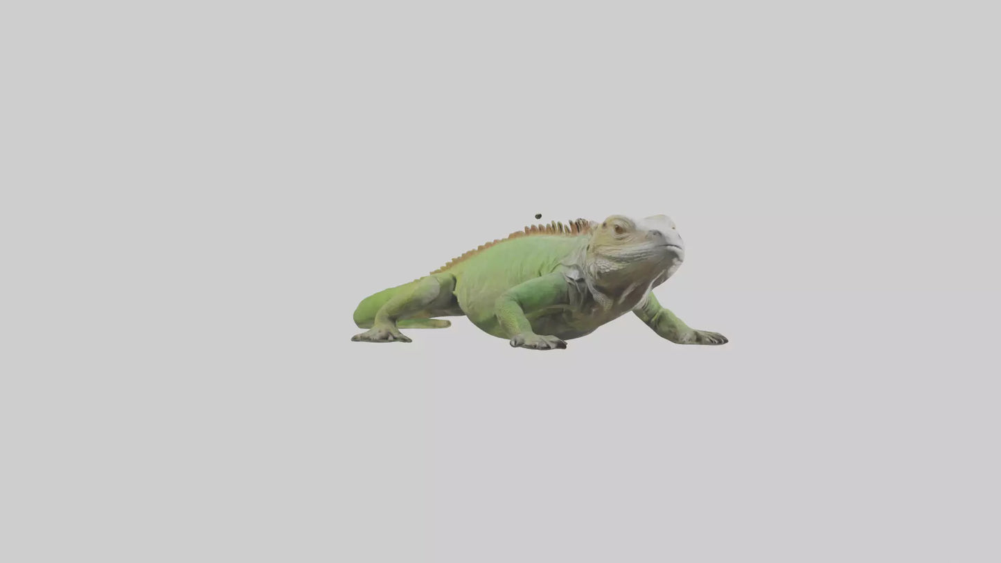 Jamaican Iguana basking model VR / AR / low-poly
